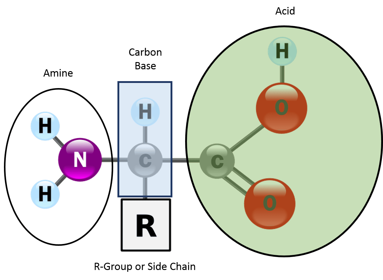Basic Components of Amino Acids, Amino Acids Structure | Nutrition