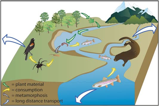 Behavioral vs physiological adaptations, Frontiers | Linking Terrestrial and Aquatic Biodiversity to Ecosystem Function Across Scales ...