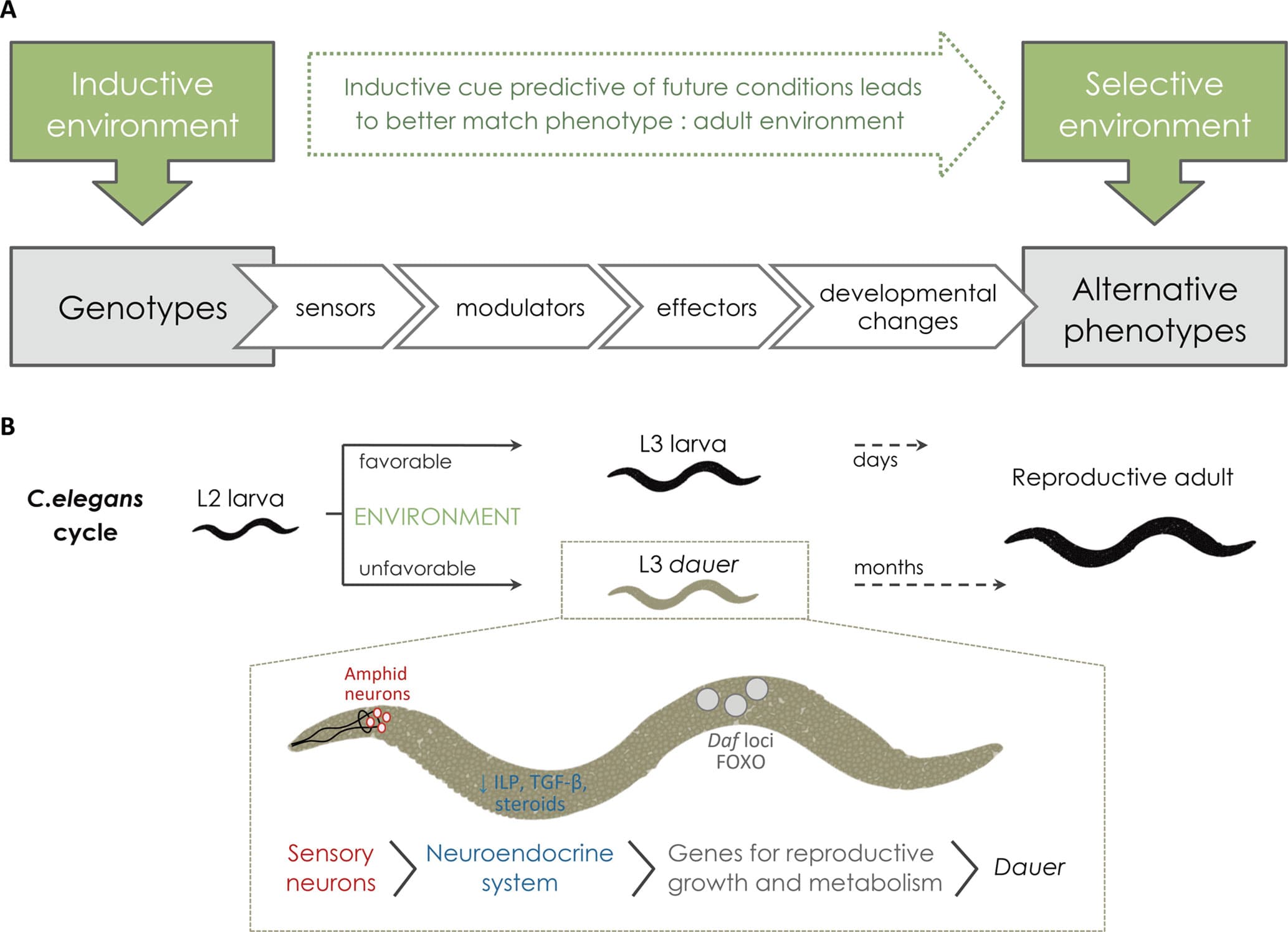 Benefits in changing environments, Frontiers | Genomics of Developmental Plasticity in Animals