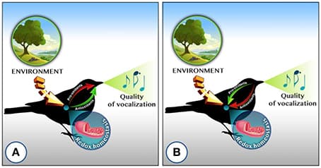 Benefits of honest signaling, Frontiers | Honest Signaling and Oxidative Stress: The Special Case of Avian Acoustic Communication