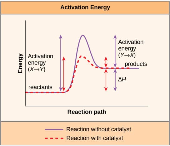 Definition and Key Process, Enzymes · Biology