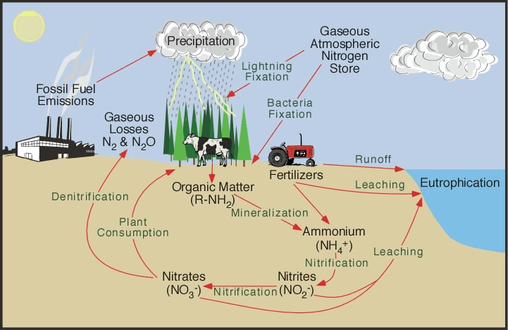Biogeochemical Cycles and Food Web Models, Biogeochemical Cycles and the Flow of Energy in the Earth System | Sustainability: A ...