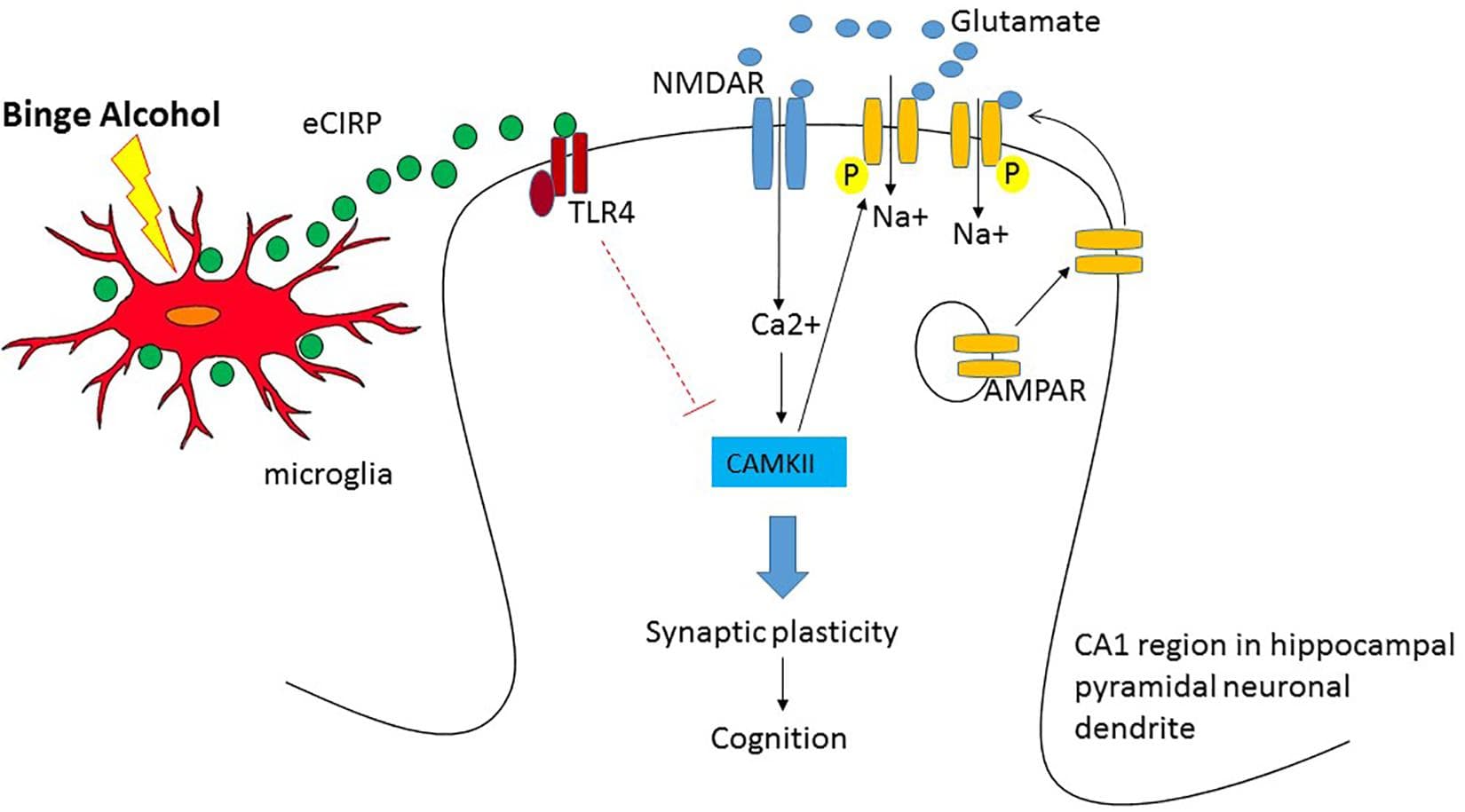 Biological mechanisms of alcohol addiction, Frontiers | Alcohol Intoxication and Cognition: Implications on Mechanisms and Therapeutic ...