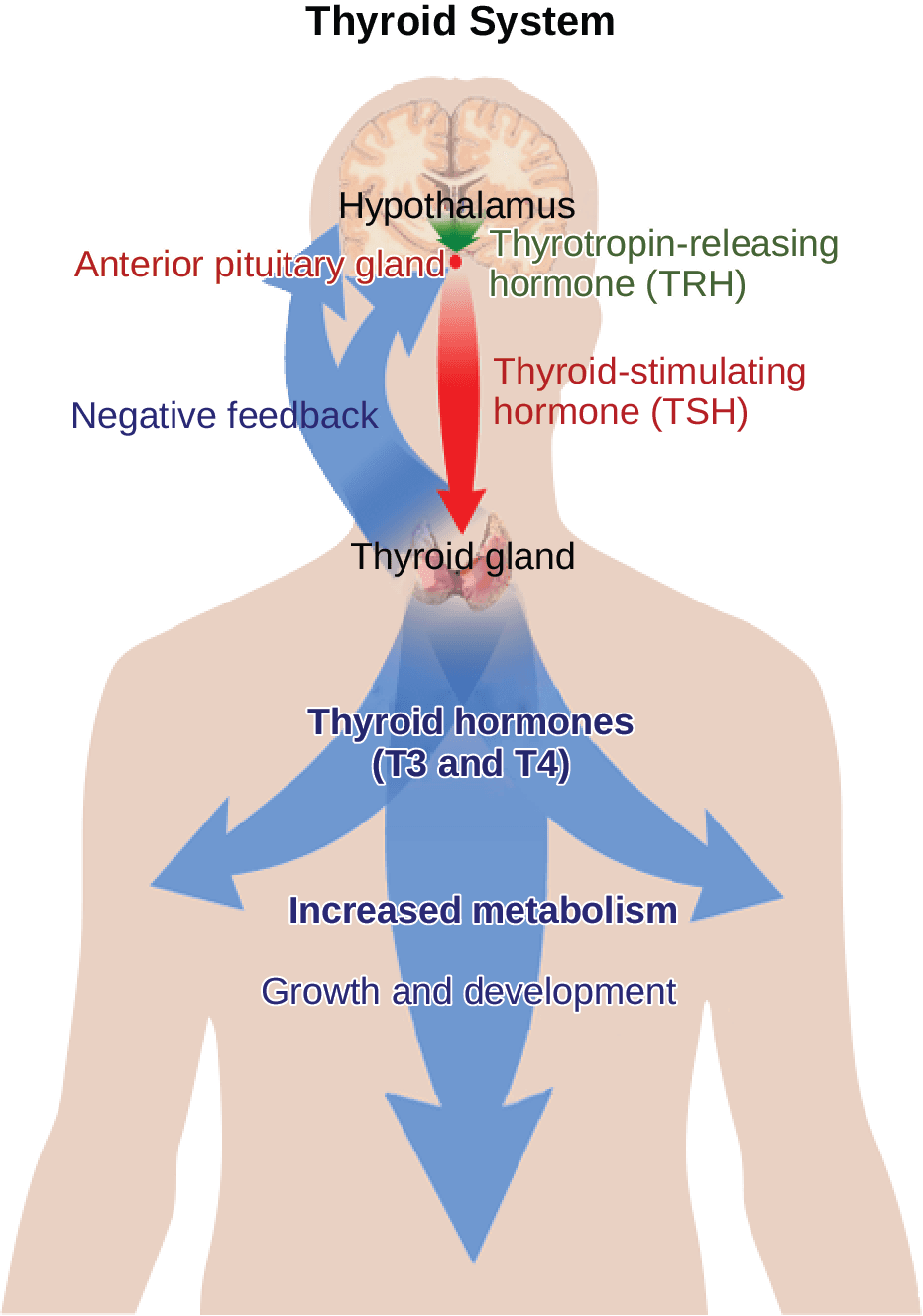 Biological regulation of sexual behavior, Regulation of Hormone Production | OpenStax Biology 2e