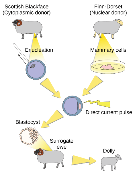Biological species concept, Biotechnology | Boundless Biology