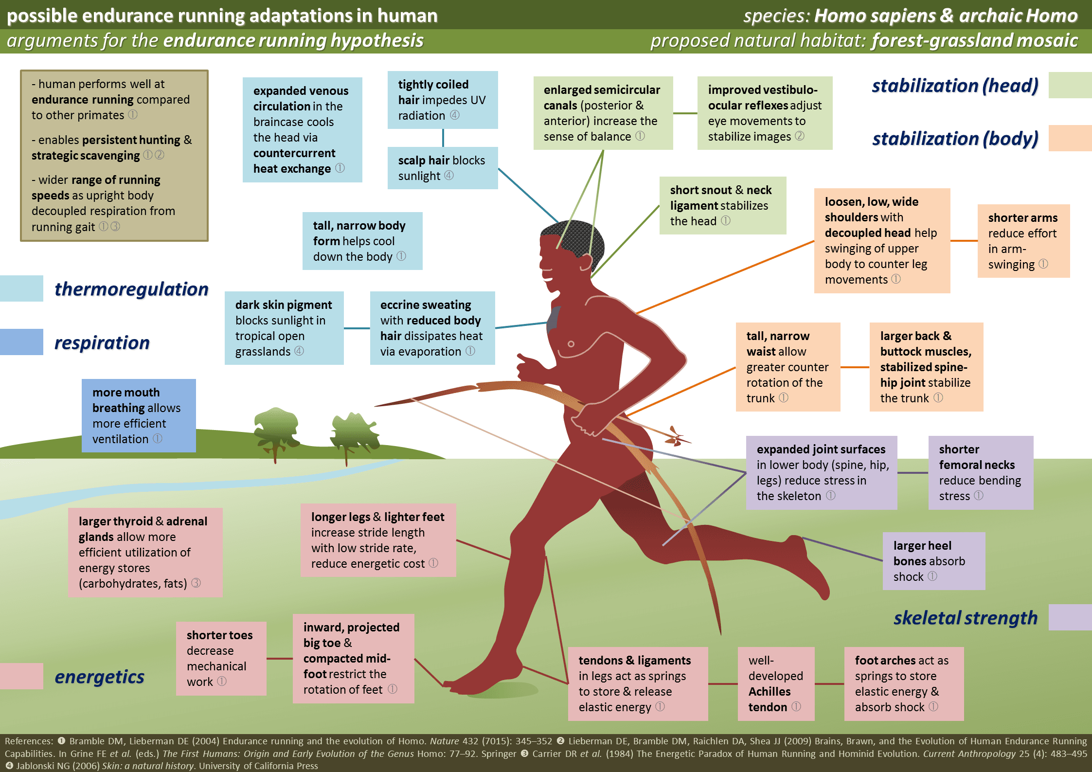 Fundamental Principles and Analysis, File:Human Running Adaptations.png - Wikimedia Commons