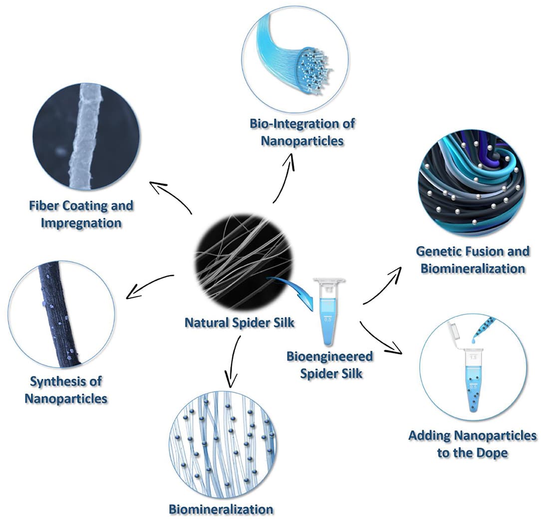 Biomimetic Materials and Devices, Frontiers | Recent Advances in Development of Functional Spider Silk-Based Hybrid Materials