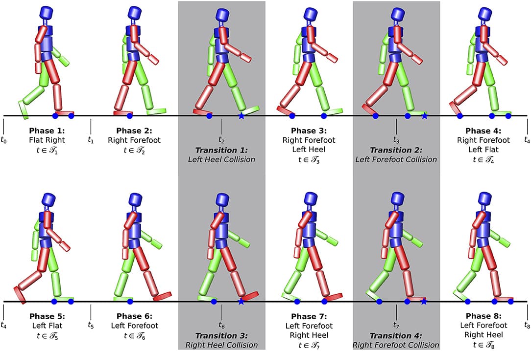 Bipedal locomotion | Robotics and Bioinspired Systems Class Notes