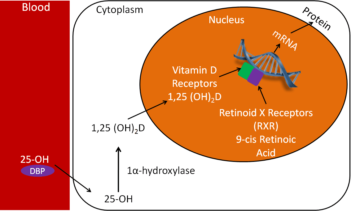 Bisphosphonates, calcium, vitamin D, estrogen receptor modulators for osteoporosis, 12.15 Vitamin D Receptor | Nutrition Flexbook