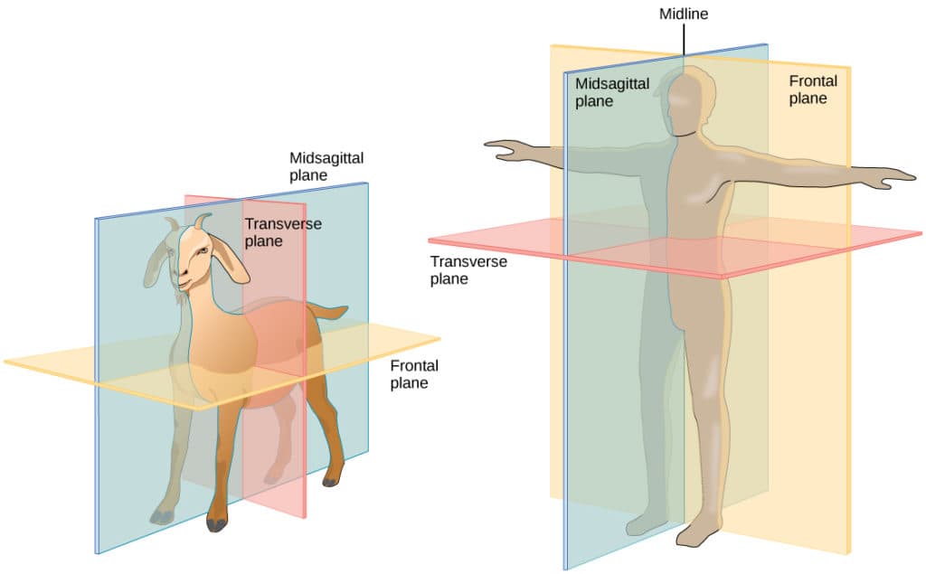 Body plans and symmetry types, Animal Form and Function | Biology for Majors II