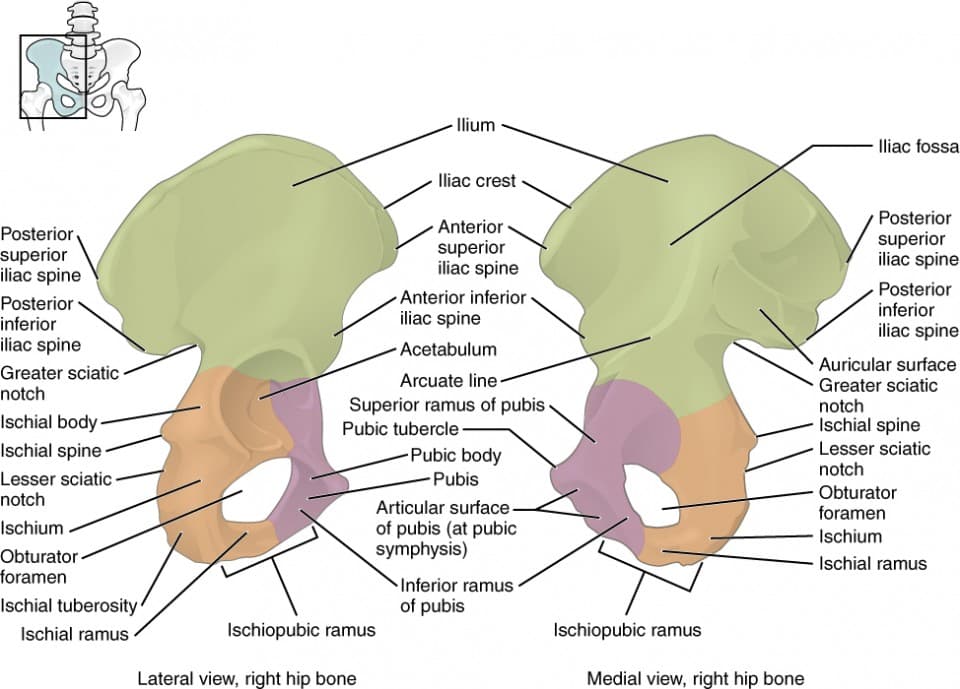 Bones and ligaments of pelvic girdle, The Pelvic Girdle and Pelvis | Anatomy and Physiology I