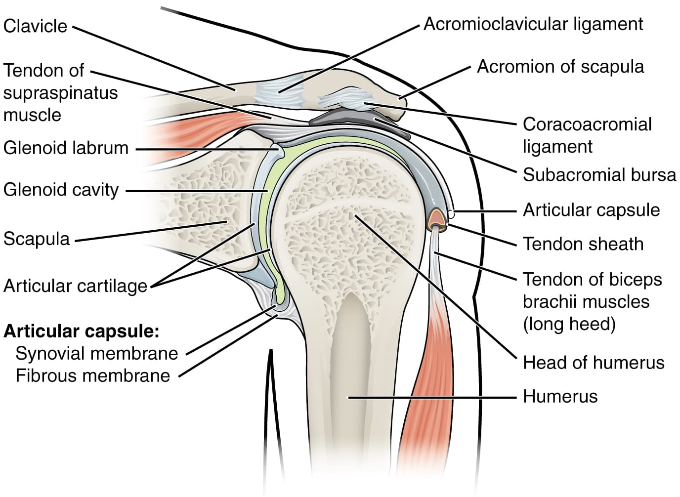 Bones of major synovial joints, Anatomy of Selected Synovial Joints · Anatomy and Physiology