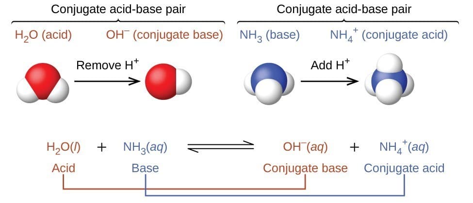Brønsted-Lowry acids and bases, Brønsted-Lowry Acids and Bases | Chemistry