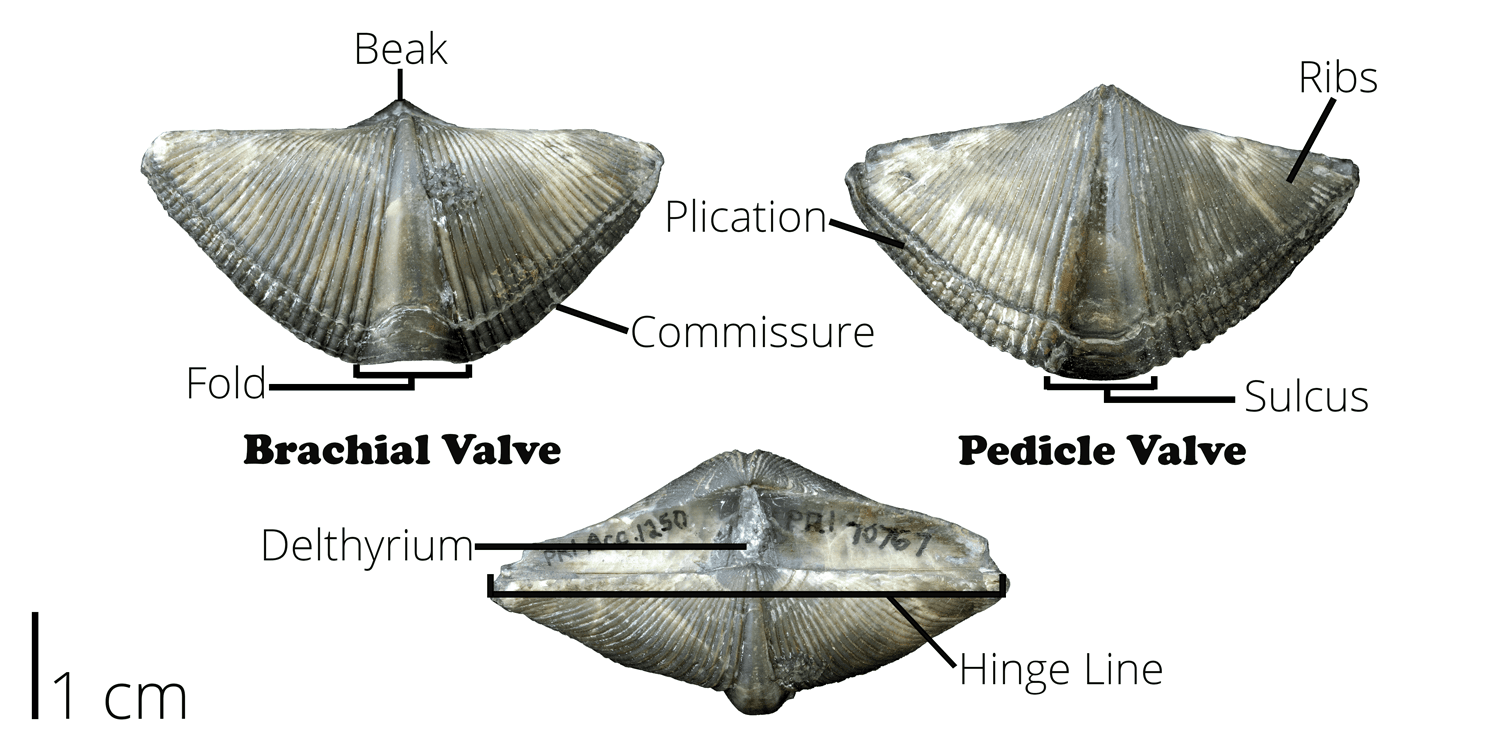 Brachiopod morphology, Brachiopoda | Digital Atlas of Ancient Life