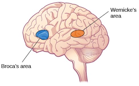 Brain regions for language processing, The Brain and Spinal Cord | Introduction to Psychology