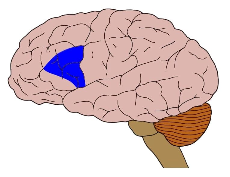 Brain regions for language processing, Know Your Brain: Broca's Area — Neuroscientifically Challenged