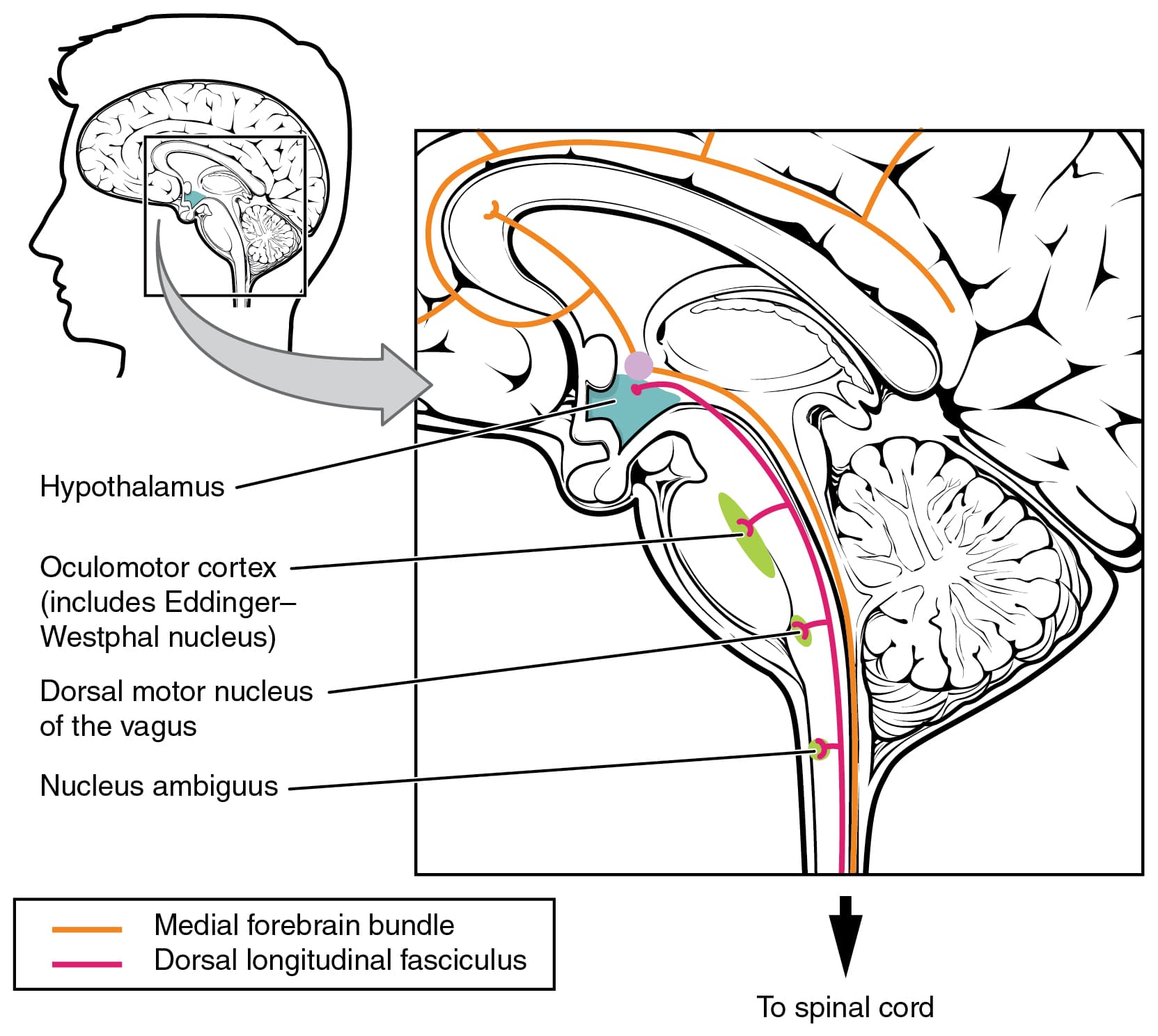 Brain regions for sleep regulation, Central Control · Anatomy and Physiology