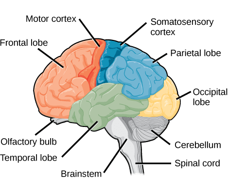 Brain Structures and Functions, The Central Nervous System | Biology II