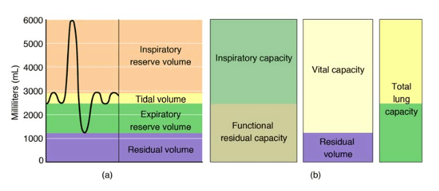 Breathing Volumes and Rates, The Process of Breathing | Anatomy and Physiology II