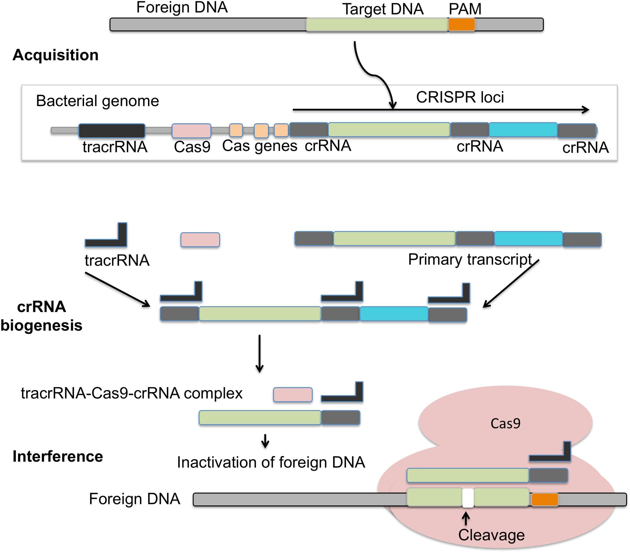 Principles of CRISPR/Cas9 system, Frontiers | Gene Editing and Crop Improvement Using CRISPR-Cas9 System