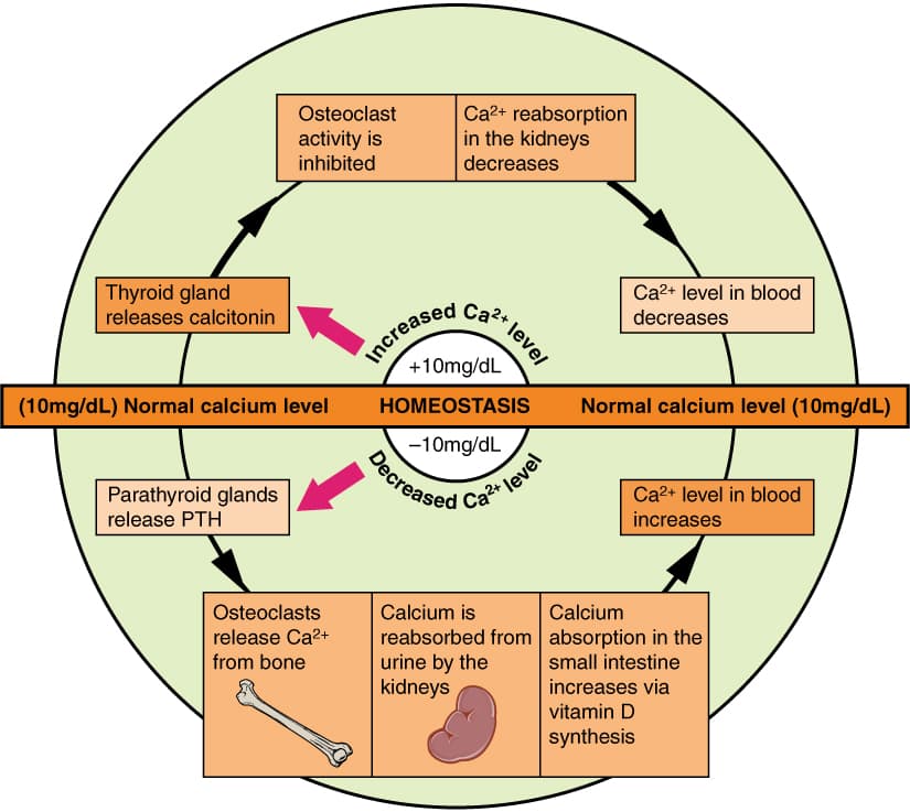 Calcium preparations, vitamin D, bisphosphonates, calcimimetics, peptide hormones characteristics, Calcium Homeostasis: Interactions of the Skeletal System and Other Organ Systems | Anatomy and ...