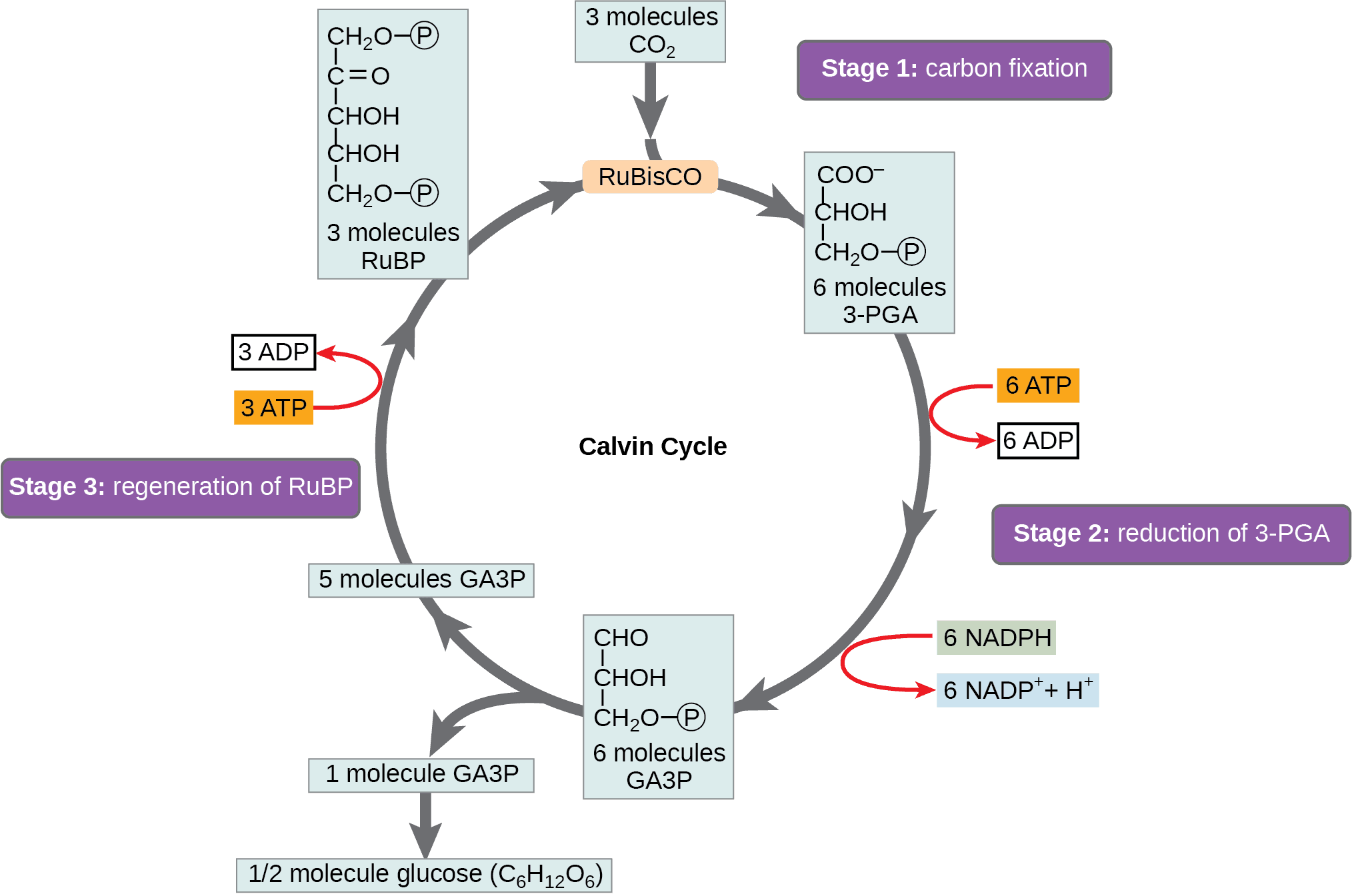 Overview and Initial Carbon Fixation, Using Light Energy to Make Organic Molecules | OpenStax Biology 2e
