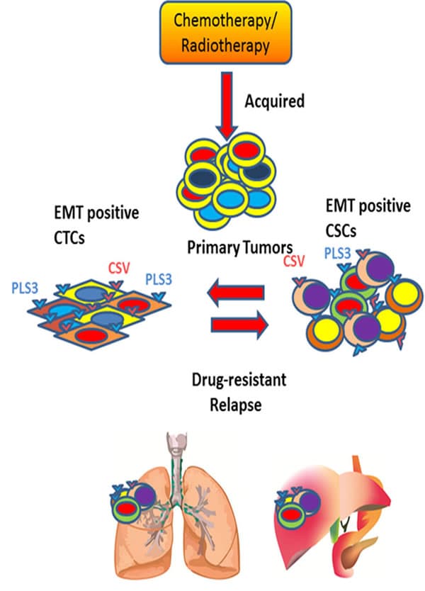 Cancer stem cells and tumor dynamics, EMT, CTCs and CSCs in tumor relapse and drug-resistance | Oncotarget