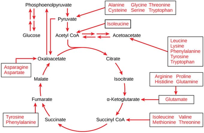 Carbohydrates as Energy Reservoirs, Connections of Carbohydrate, Protein, and Lipid Metabolic Pathways | Boundless Biology