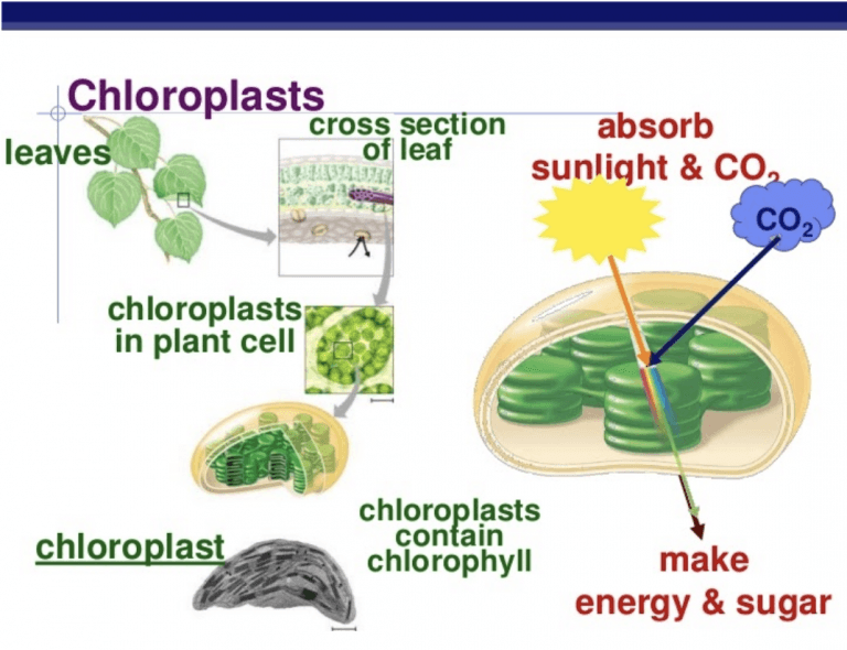 Carbohydrates, Photosynthesis – Classroom Partners