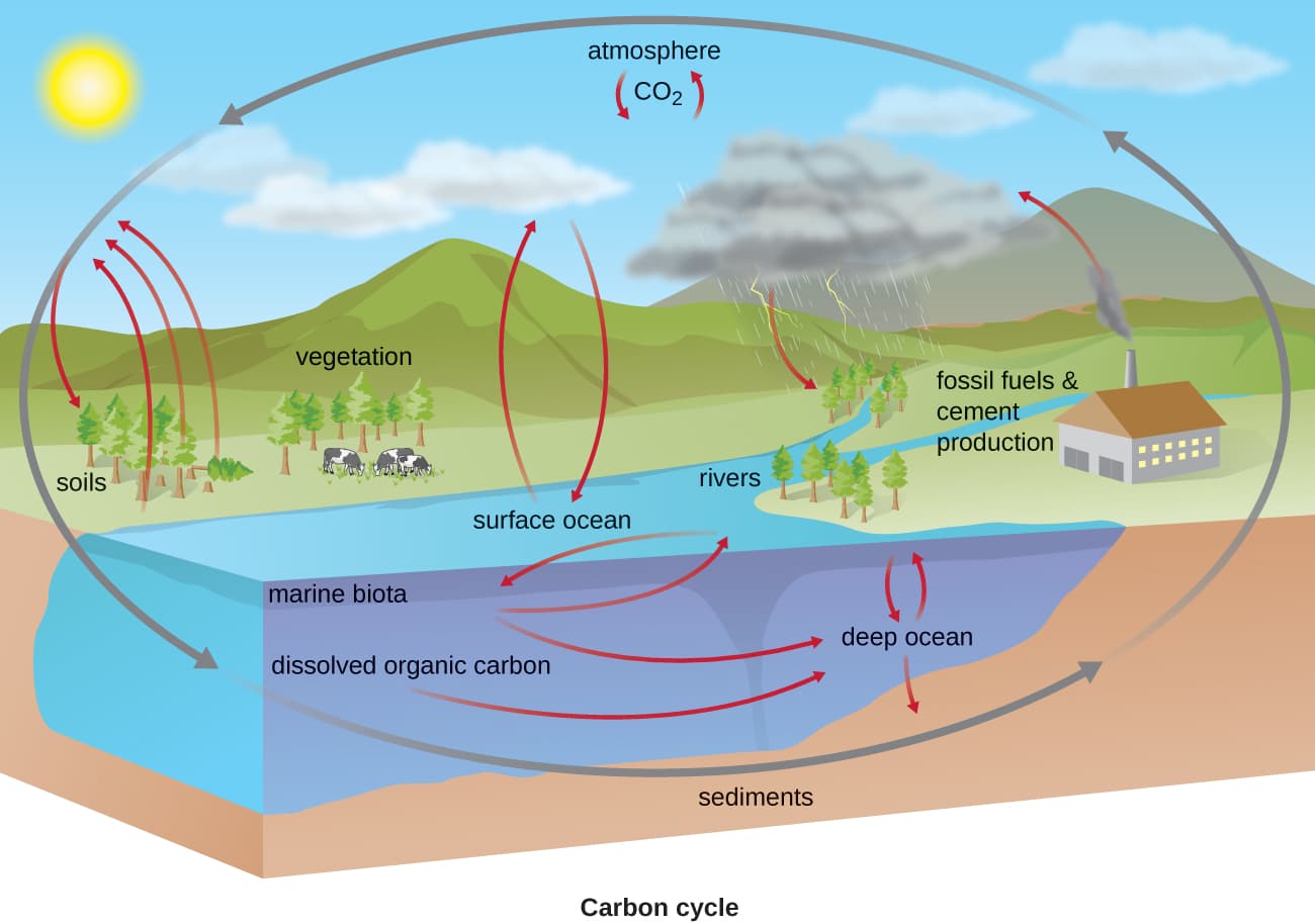 Carbon Storage and Movement, Biogeochemical Cycles · Microbiology
