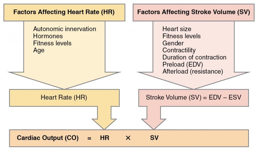 Cardiovascular and Respiratory Adaptations, Cardiac Physiology | Anatomy and Physiology I