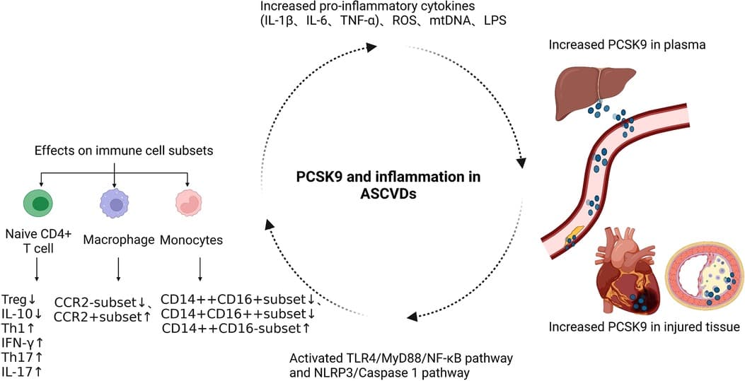 Cardiovascular diseases: epidemiology and pathophysiology, Frontiers | Effect of PCSK9 on atherosclerotic cardiovascular diseases and its mechanisms: Focus ...