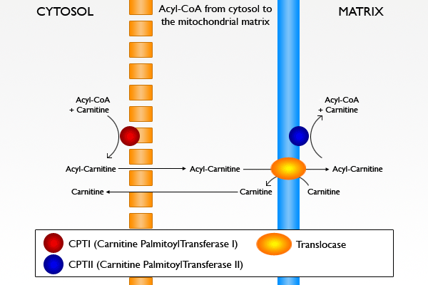 acetyl-l-carnitine shuttles fatty acids into mitochondria Acyl Carnitine Translocase: MCAT Guide to Acid Transport & -Oxidation King of the Curve Explanation of Transportation of Fatty