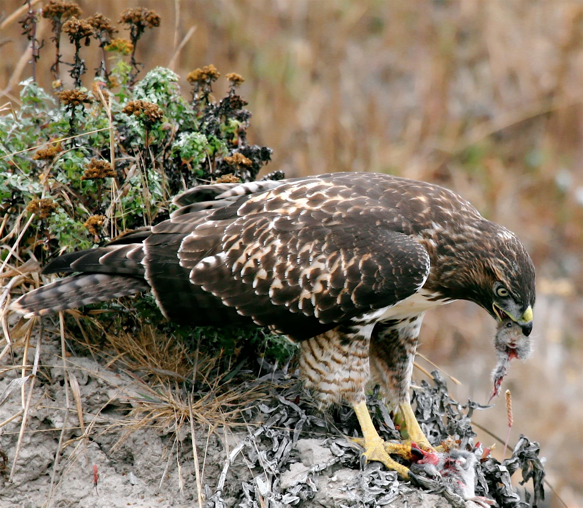 Carnivorous predation, File:Hawk eating prey.jpg - Wikipedia
