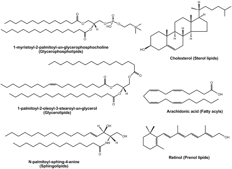 Categories of lipids, Lipid - wikidoc