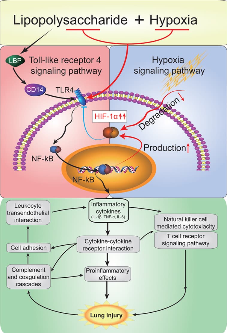 Causes of cellular injury, Frontiers | Hypoxia Exacerbates Inflammatory Acute Lung Injury via the Toll-Like Receptor 4 ...