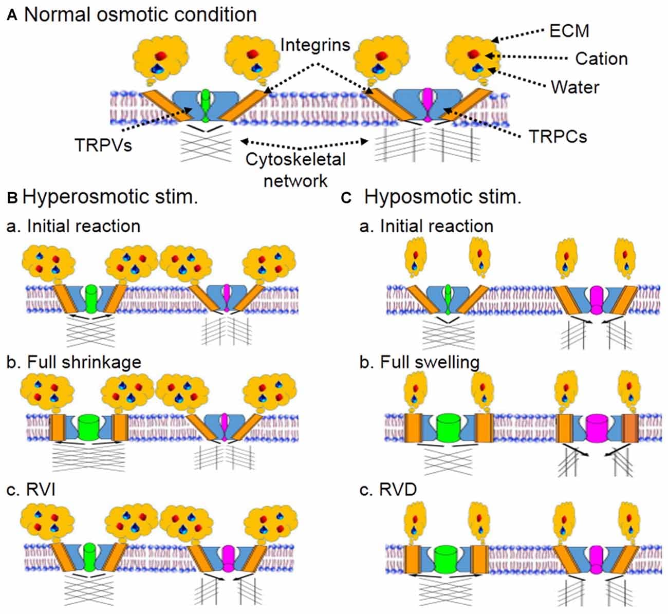 Cell-matrix interaction receptors, Frontiers | Interactions of the Mechanosensitive Channels with Extracellular Matrix, Integrins ...