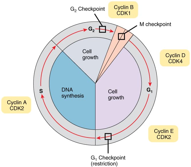 Phases and Regulatory Proteins, Cell Cycle With Cyclins and Checkpoints | Biology I