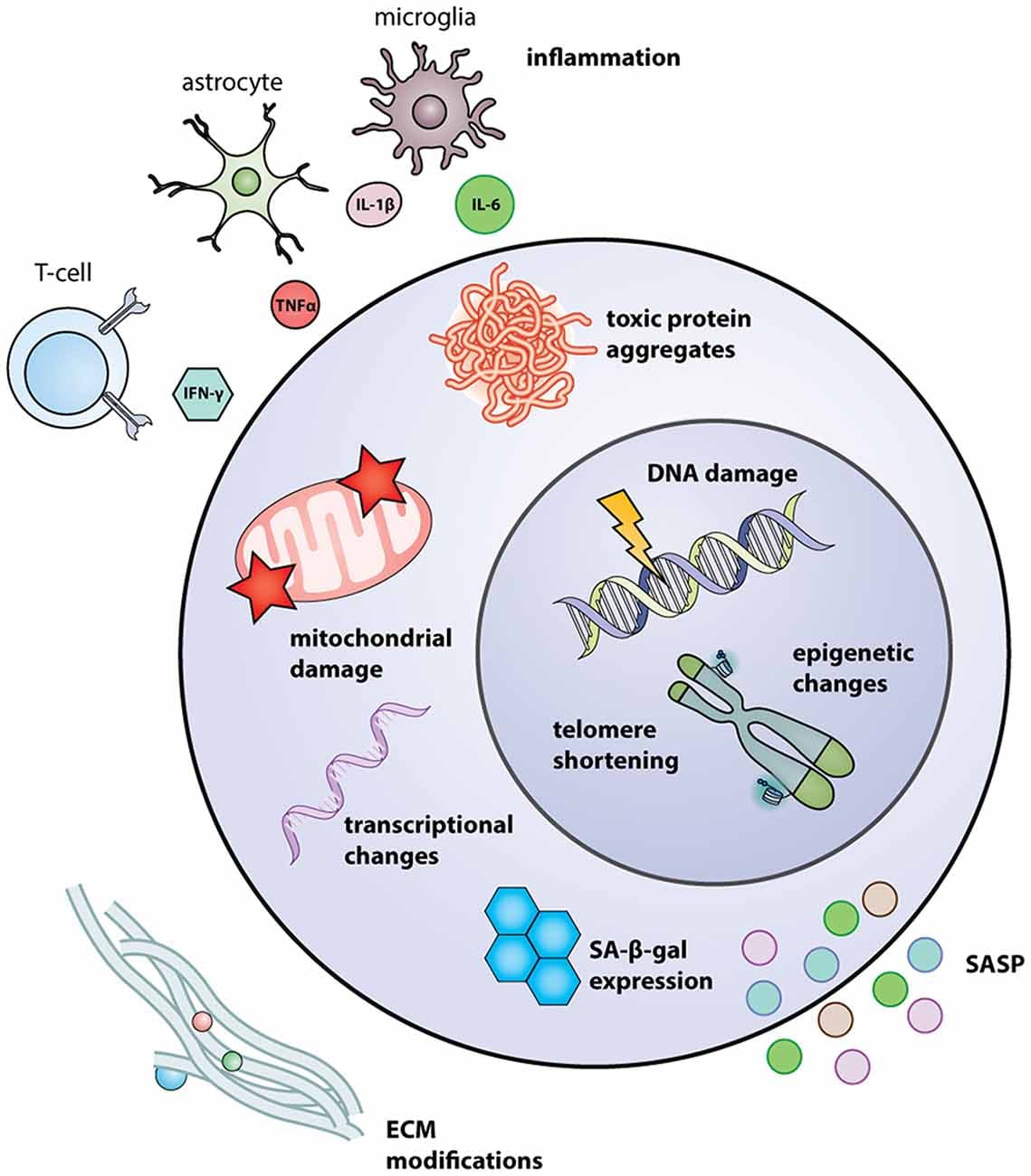Cellular and Molecular Changes, Frontiers | Stem Cells of the Aging Brain
