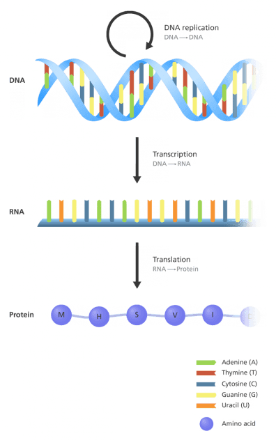 Central dogma of molecular biology, Central Dogma of Molecular Biology - Biomed Guide