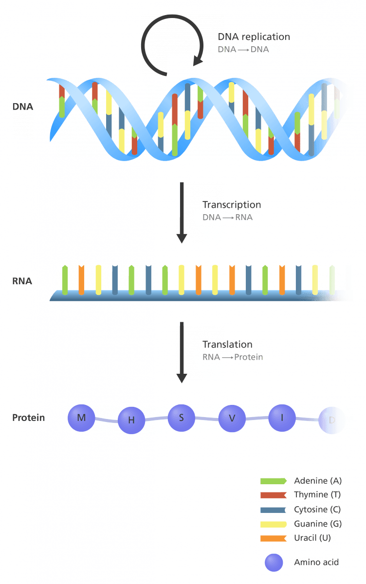 Central dogma of molecular biology, Central Dogma of Molecular Biology - Biomed Guide