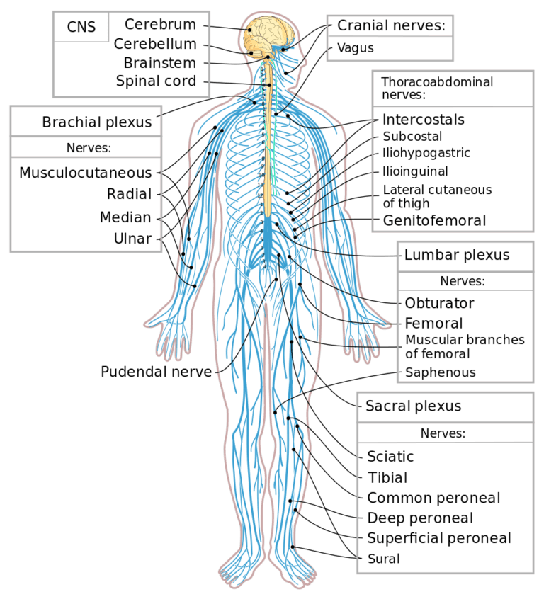 Major Anatomical Divisions and Their Functions, Nervous System | Biology for Majors II