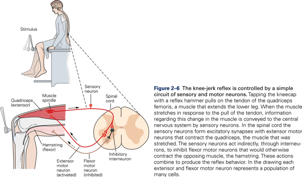 Central Nervous System and Spinal Cord, Spinal Reflexes – KINES 200: Introductory Neuroscience