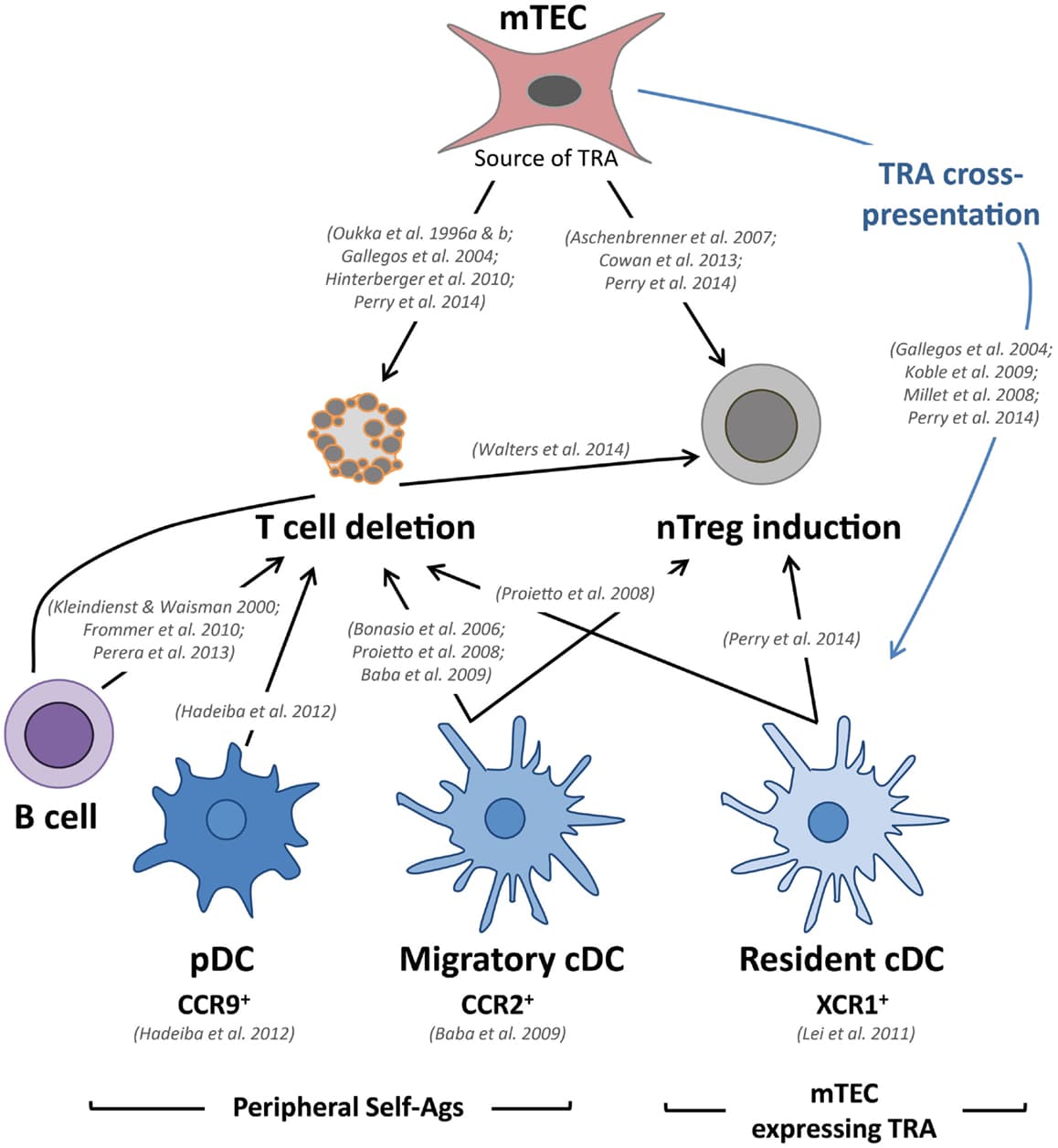 Central tolerance in thymus, Frontiers | Thymic Crosstalk Coordinates Medulla Organization and T-Cell Tolerance Induction