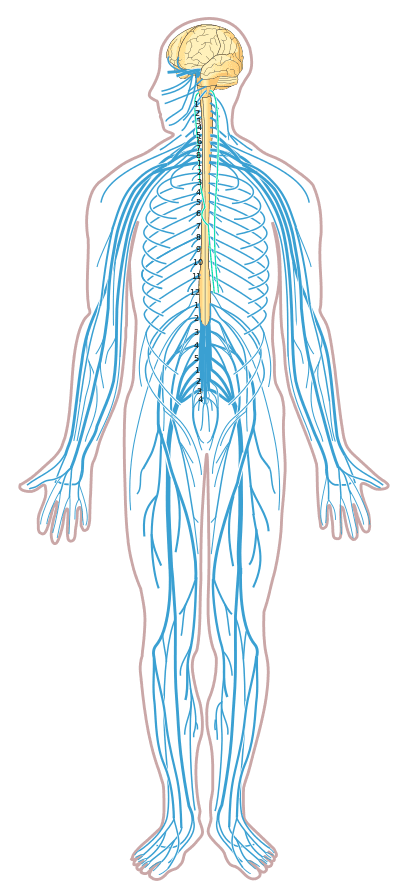 Central vs peripheral nervous systems, Overview of the nervous system | Human Anatomy and Physiology Lab (BSB 141)