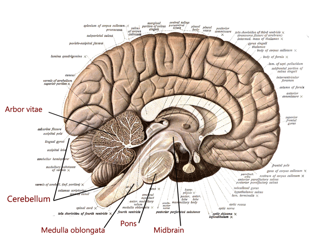 Location and Structure, The brain stem and the cerebelleum | Human Anatomy and Physiology Lab (BSB 141)