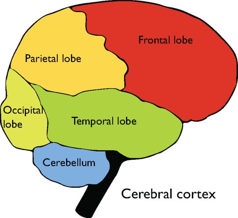 Lobes and their associated functions, The Cerebrum | Boundless Anatomy and Physiology