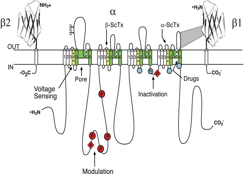 Characteristics of Class I sodium channel blockers, Voltage-gated sodium channels (Na V ) | Introduction | BPS/IUPHAR Guide to PHARMACOLOGY