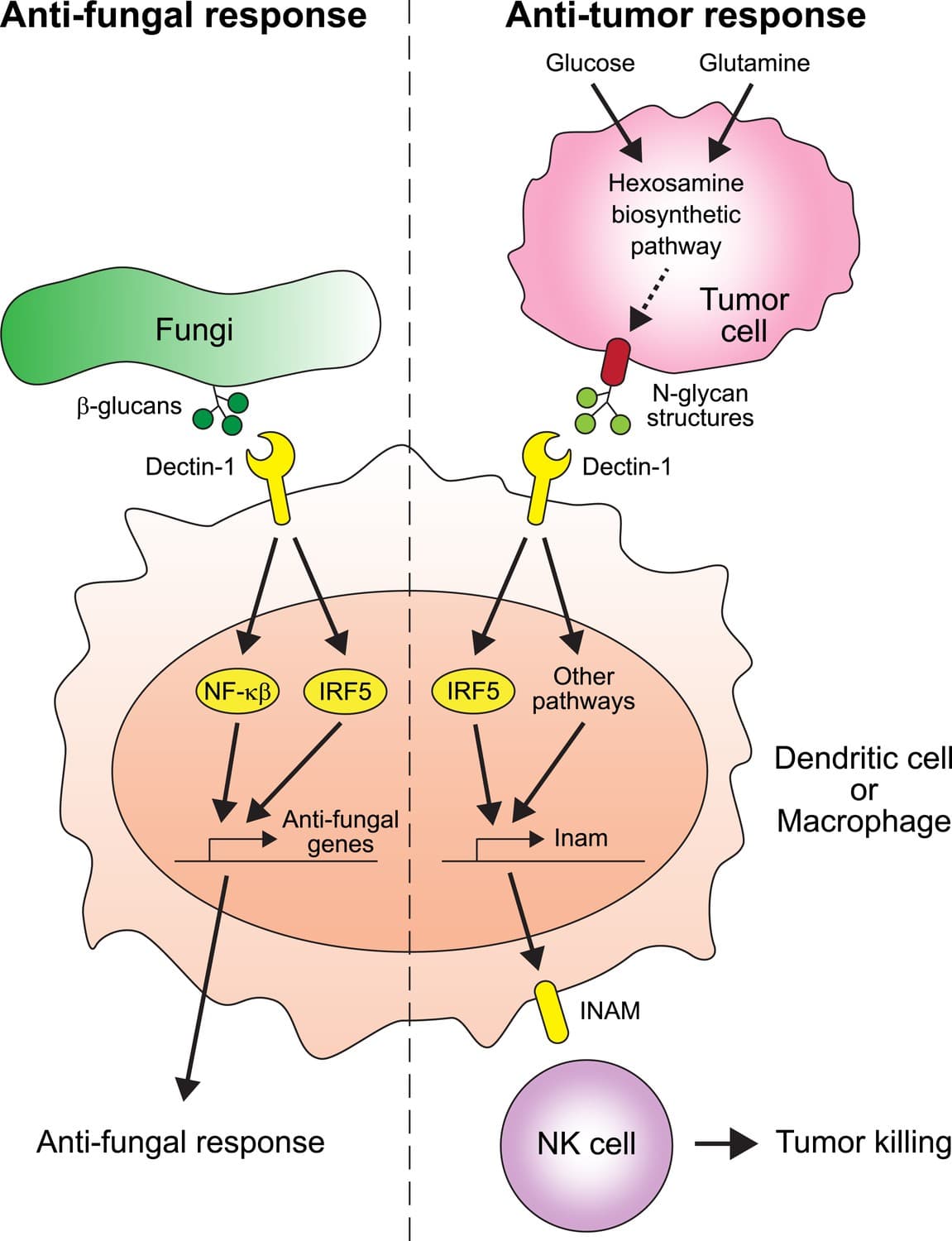 Characteristics of cancer cells, Cancer: How the immune system spots tumors | eLife