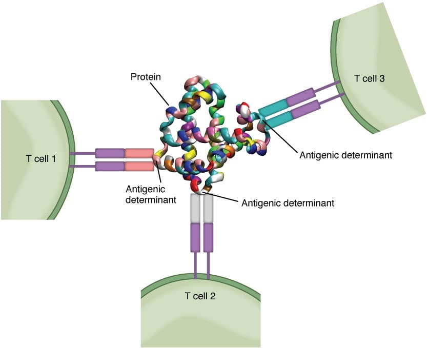 Characteristics of immunogenic antigens, The Adaptive Immune Response: T lymphocytes and Their Functional Types | Anatomy and Physiology II
